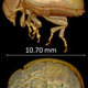 Illustration for article titled New Technique Creates Stunning 3D Images of Live Insects
